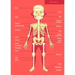 EUREKAKIDS Puzle gigante del cuerpo humano de 100 piezas