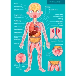 EUREKAKIDS Puzle gigante del cuerpo humano de 100 piezas